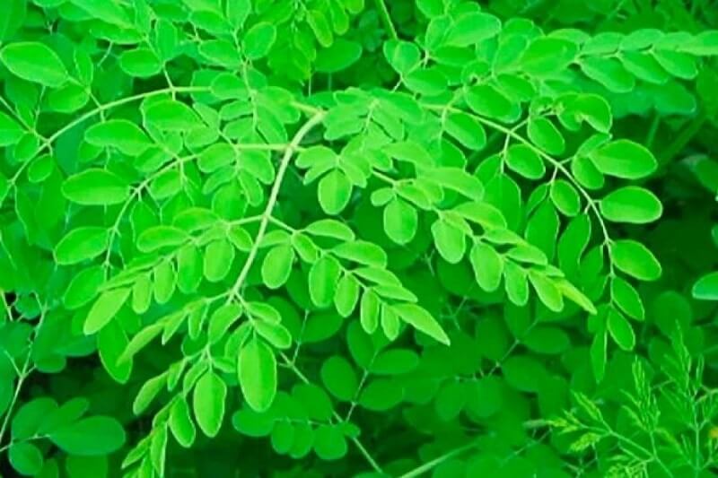 Fresh Drumsticks (Moringa) Leaves – 1stk