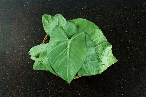 Arvi/Arbi Leaves – 1 bunch