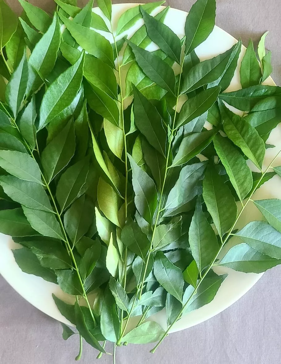 Fresh Curry Leaves (Kari Patta/Kariveppilai)- 1 Stk
